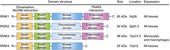 Domain architecture, size, and expression pattern of human IRAK family protein kinases.